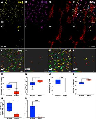 Macrophage regulation of the “second brain”: CD163 intestinal macrophages interact with inhibitory interneurons to regulate colonic motility - evidence from the Cx3cr1-Dtr rat model